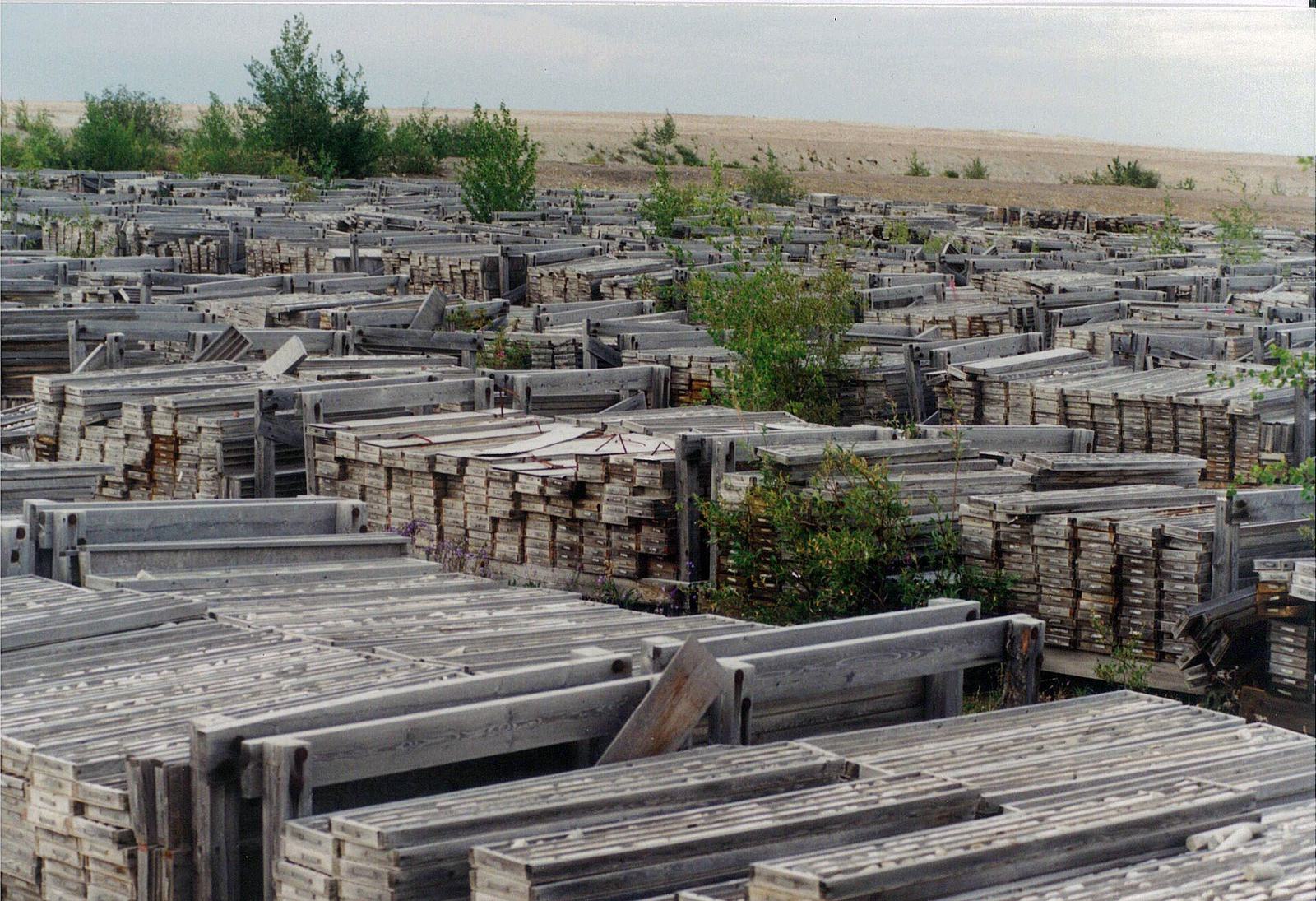 Rows of wooden core boxes stacked across a large yard